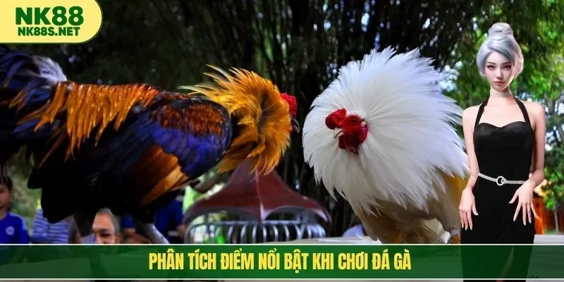 Phân tích điểm nổi bật khi chơi đá gà